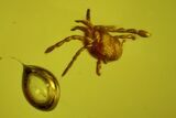 Fossil Ant, Beetle, Fly and Mite in Baltic Amber #163494-7